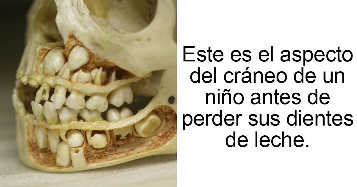Datos-curiosos-fb